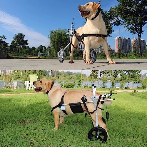 Silla de ruedas para perros con parálisis trasera y soporte abdominal cómodo 4