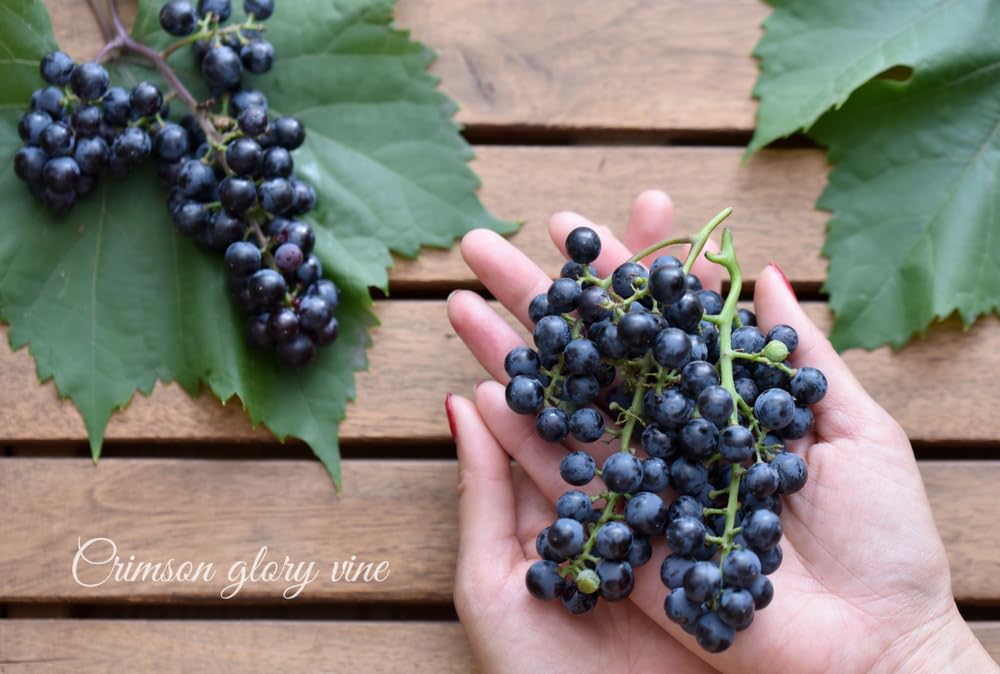 洋書 grape seed1-12 81w9iJU9BeL._UF350,350_QL50_.jpg