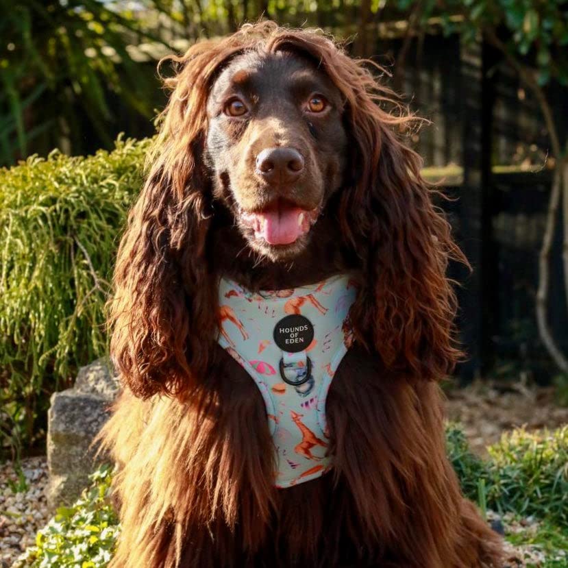 CIRCUS PUP - Dog Harness Small - Image 3