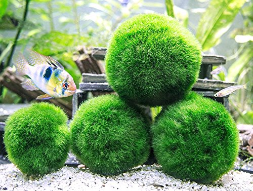 6 Marimo Moss Ball Variety Pack - 4 Different Sizes of Premium Quality Marimo from Giant 2.25 Inch to Small 1 Inch - World's Easiest Live Aquarium Plant - Sustainably Harvested and All-Natural