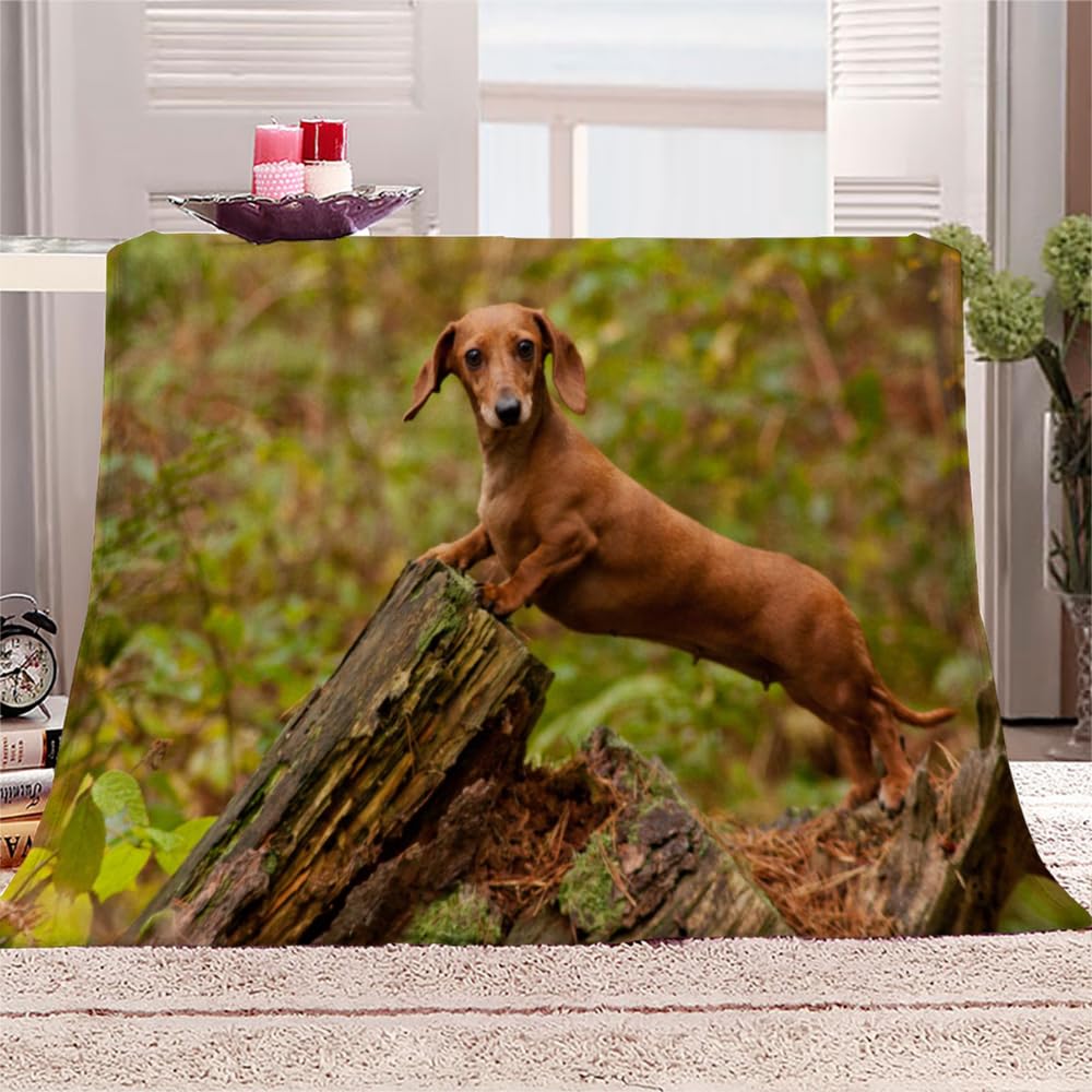 Dachshund Throw Blanket Dog Animal 3D Print Flannel Fleece Blanket Soft Warm Cozy Blanket for Bed Couch and Sofa Fluffy Plush Blanket for Adults Kids Girls Boys 40"x50"