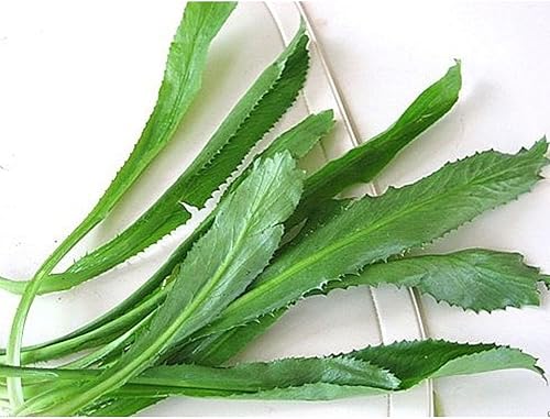 Miniatura 1 de 500++ Semillas de Culantro, Recao, A. K. A; cilantro vietnamita, perejil tailandés, Ngo Gai, Shadon Beni. Semilla por Growing seed company.