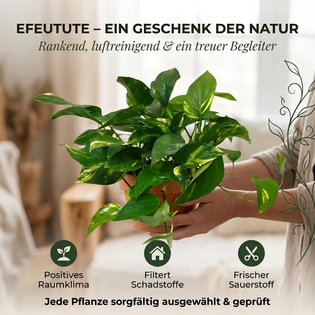 Efeutute | 2er-Set | Epipremnum aureum | ca. 30-35 cm | ø 12-15 cm Topf | Pflegeleichte Zimmerpflanzen für Wohnung und Büro | Qualität vom Pflanzen Profi | Ideale Raumbegrünung