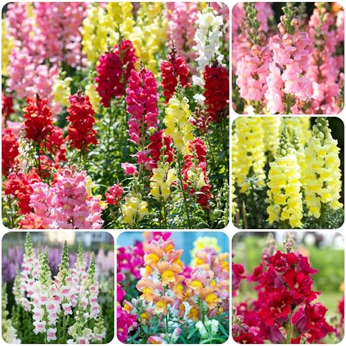 100+Mix Snapdragon Flower Seeds for Planting Outdoor-Growing Snapdragons in Your Cut Flower Garden