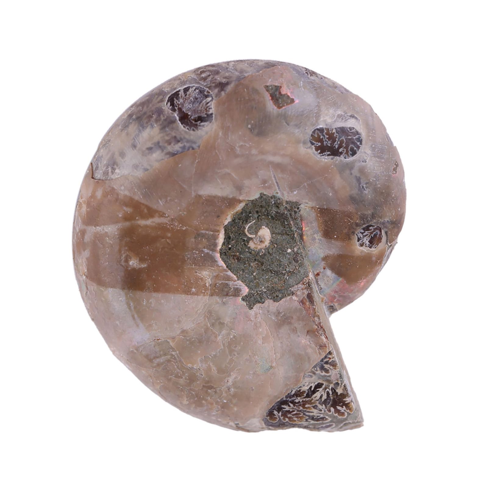 2Pcs Ammonite Specimen Shell Madagascar Sto And Minerssilosils (Diameter 4cm)