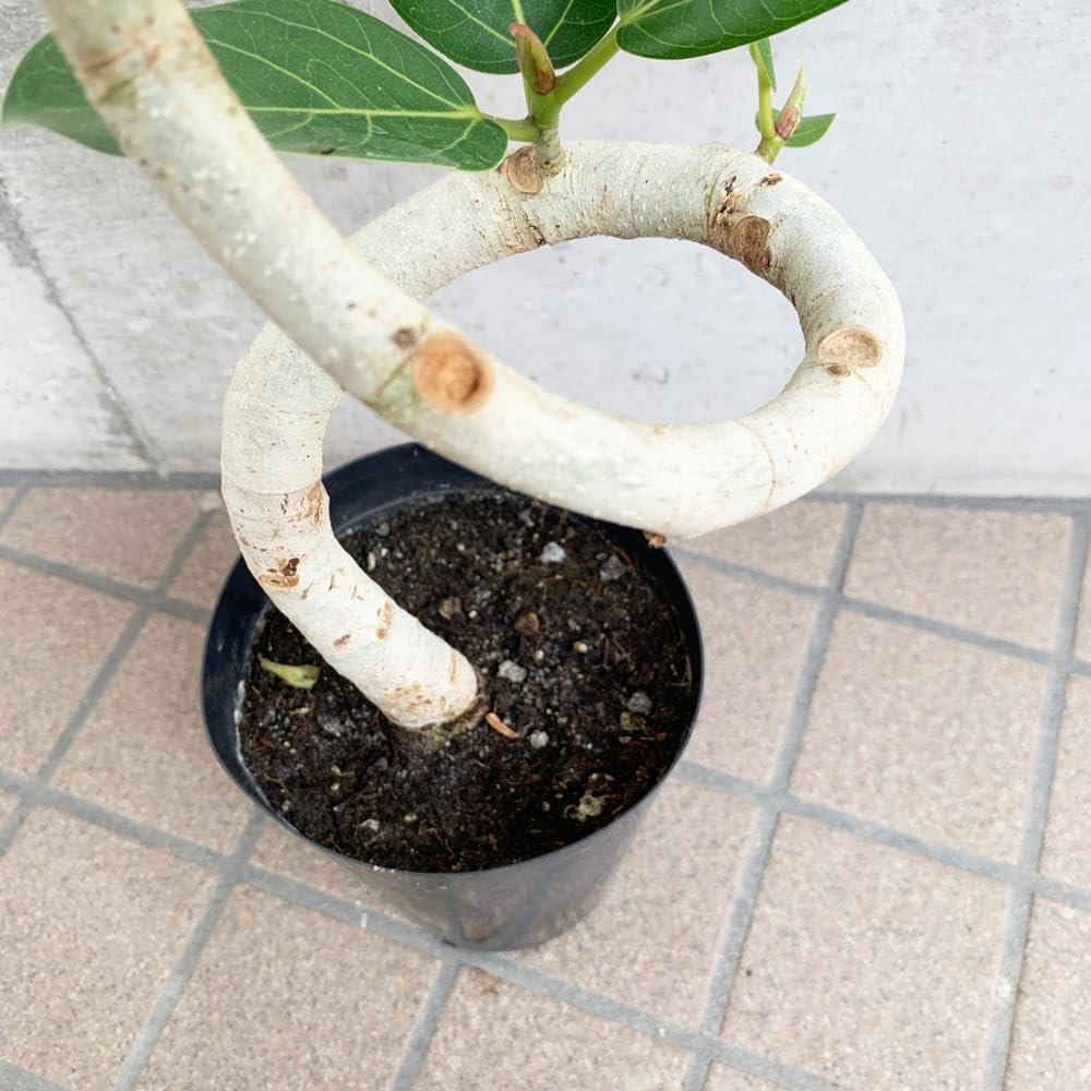 フィカス・ベンガレンシス らせん曲がり 5寸 ゴムの木 観葉植物003