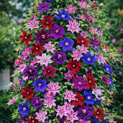 320+ Mixed Color Clematis Vine Plant Seeds Clematis Seed for Planting Large Blooms Perennial Vine Clematis Flower Seeds Easy to Growing