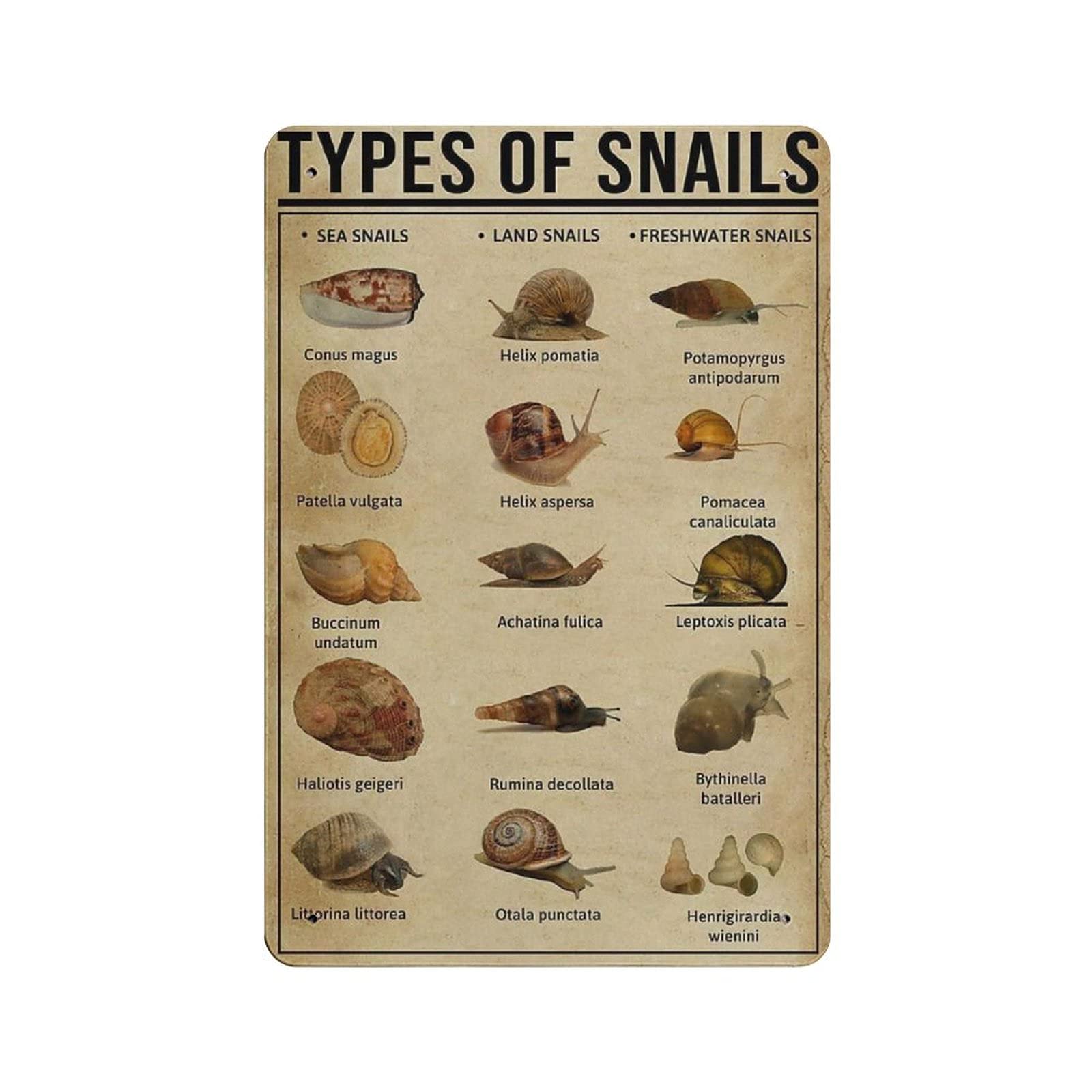 Metal Tin Sign Type Knowledge Graph Of Snail Vintage Tin Poster Metal Sign Wall Decoration Country Kitchen Home Garage Decor 12"x8"