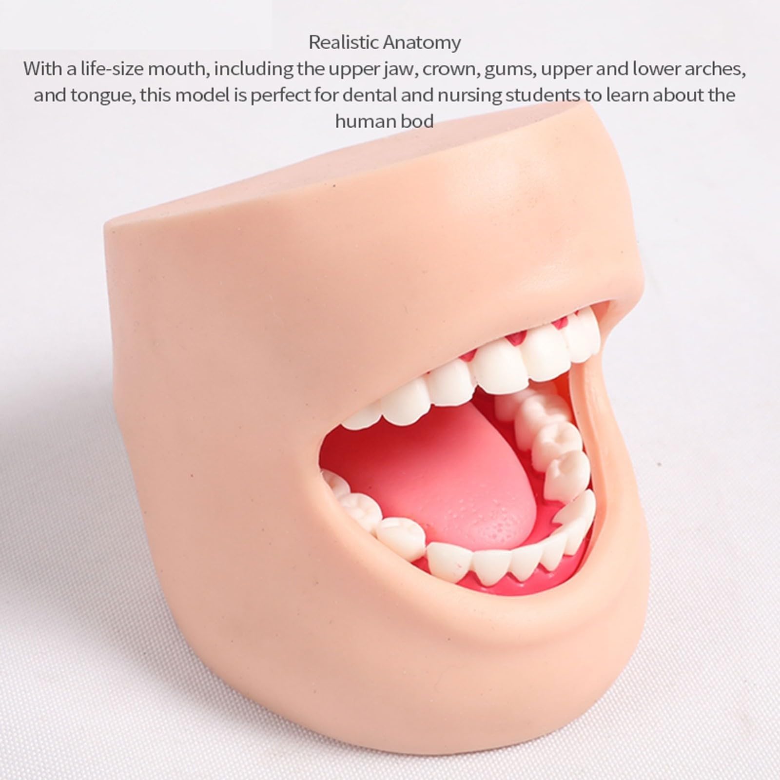 Dentystyczne modele dentystyczne do nauczania modeli dentystycznych modeli do pielęgnacji zębów (z policzkami)