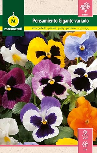 Mascarell Semillas, PENSAMIENTO GIGANTE VARIADO, Semillas Pensamiento Flores Exterior para Decoración, Plantas de Exterior, Pensamientos Planta Colores Variados, 0,25 Gramos