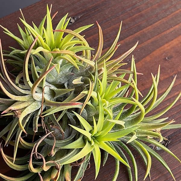 Amazon｜[タイ直輸入のエアプアンツ交配種]チランジア：Mayan