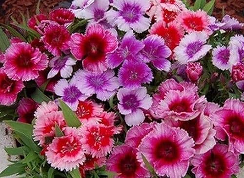 Miniatura 3 de Baby Doll Semillas Dianthus - 2000 Semillas