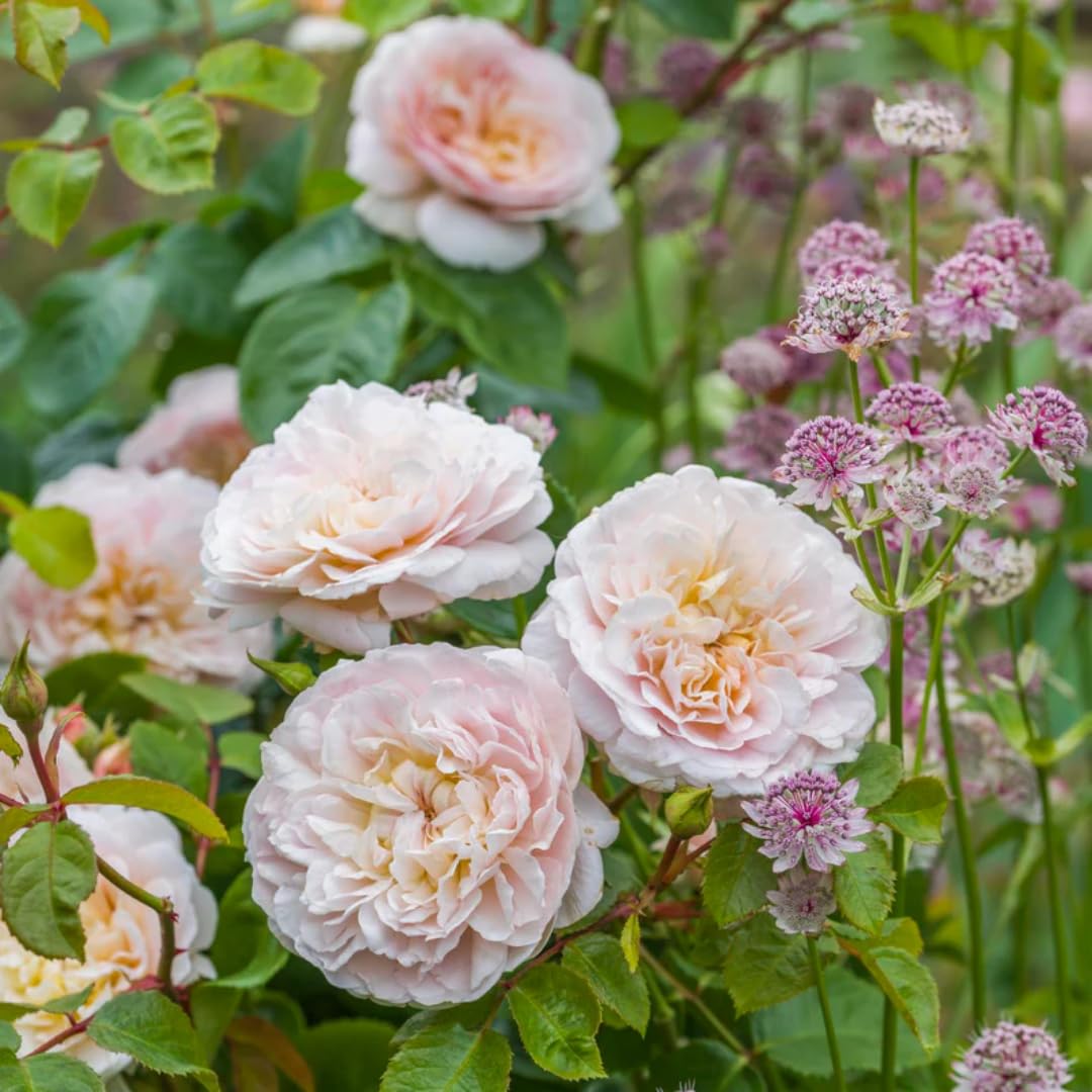 M-Tech Gardens Rare Hybrid Rose Flowering Plant (Light Shade, Bud Grafted) Exotic 1 Live Flowering Plant (B077K8CB8V) Amazon Price History, Amazon Price Tracker