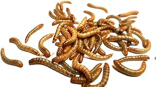 Zoo-Papp Mealworms Live 500 g in Box with Egg Box | Live Mealworms | Mealworms Live Food Reptiles | Live Mealworms Buy Worms Live Small product image