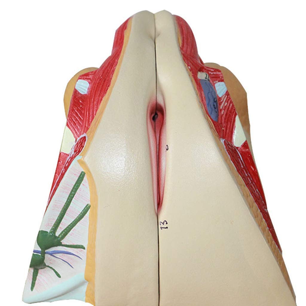Model Żeński Układ Reprodukcyjny - Materiał PVC, Model Narządów Ludzkich, Model Anatomii - Do Celów Badań, Prezentacja, Lekcje, Model Medyczny
