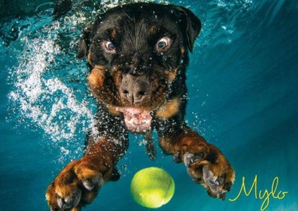 Willow Creek Press - 1000 Piece Puzzles for Adults - Underwater Dogs Jigsaw Puzzles Series -Splash