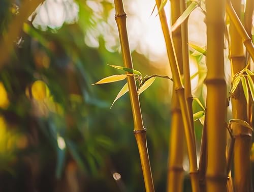 Miniatura 2 de Golden Goddess - Planta de bambú de seto  1 planta extragrande de 3 galones  Bambusa Multiplex  Proyección de aglutinación no invasiva viva