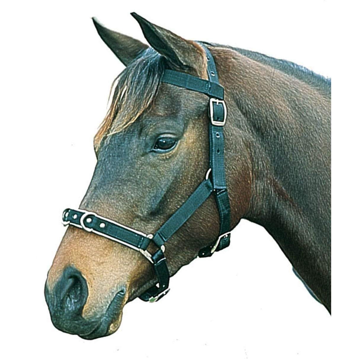 Kincade Nylon Padded Lunge Cavesson, Black, Full