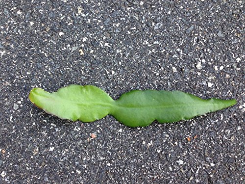 3 Epiphyllum Orchid Cactus Night Blooming Cereus Hookeri Strictum Cuttings #TOP6