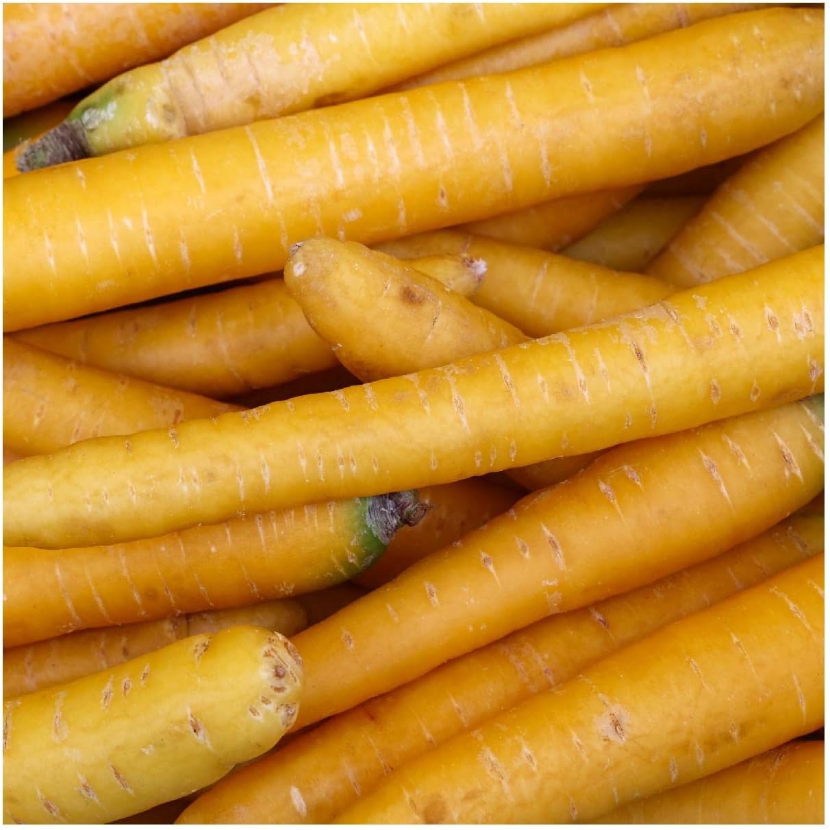 Everwilde Farms - 1/4 Lb Solar Yellow Carrot Seeds - Gold Vault