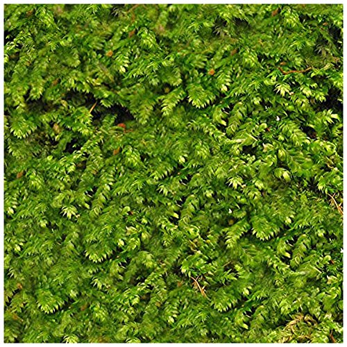 Luffy Wild Christmas Moss in Loose Form Lush, Green Moss for Aquarium Decor - Create a Moss Wall or Moss Carpet - Soft and Comforting for Fish - Shrimp's & Fry's Food