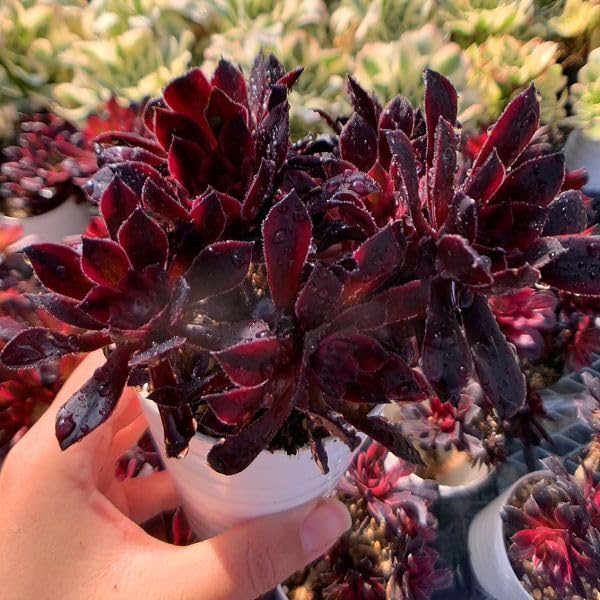17 #多肉植物アエオニウム錦❤️ ブラックスワン ❤️1大頭 10cm拨き苗 Amazon.co.jp: 農園直売 多肉植物 寄せ植え アエオニウム ブラック