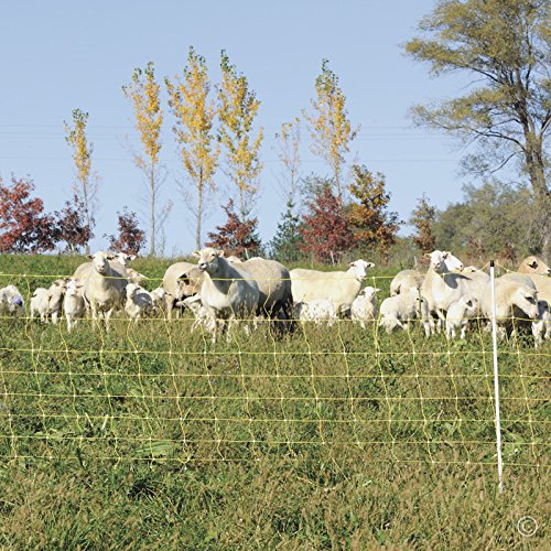 Best Sheep Fencing