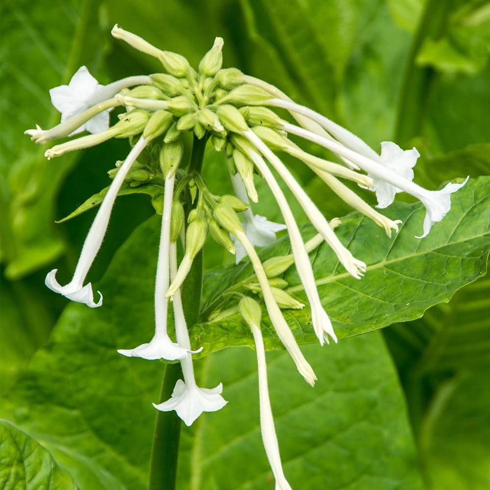 Nicotiana Sylvestris Seeds – Wonderful Scented Flowers on Tall, Robust Plants – RHS Award of Garden Merit – Half Hardy Annual – for Your Beautiful Garden