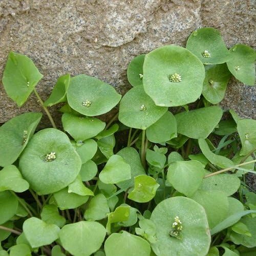 100 Semillas de Claytonia Perfoliata - Lechuga de Minero. Lattuce nativo rico en vitaminas!
