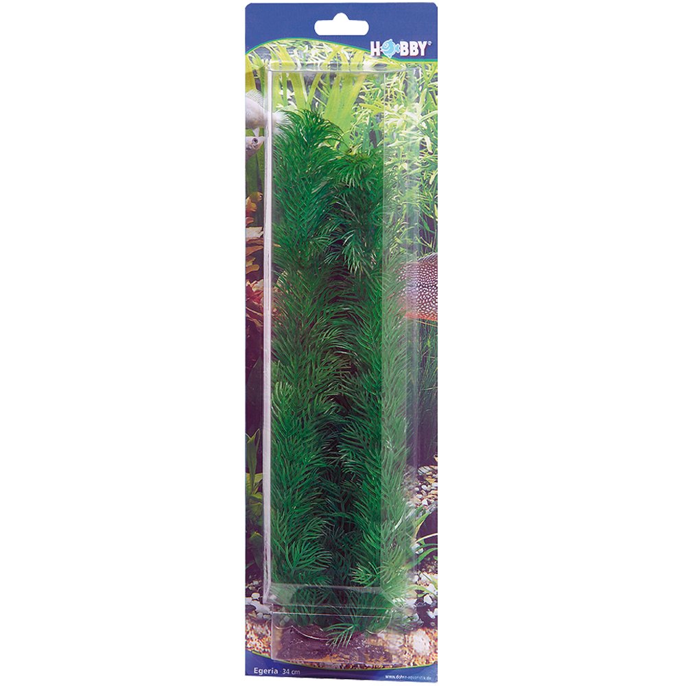 Hobby Egeria, 34 cm