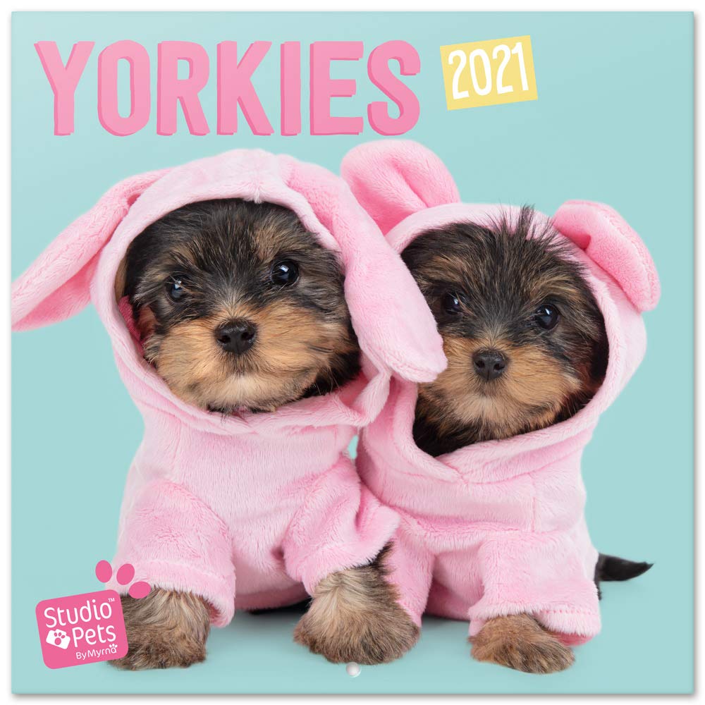 Is A Yorkie A Good Family Dog