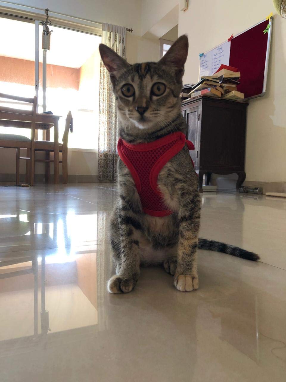 Cat Body Vest Harness Escape-Proof with Nylon Lease Size : Small (Neck Size :24 cm circumferences & 12 cm Length) : Please Check Size Before Buying (B08F39TX4T) Amazon Price History, Amazon Price Tracker