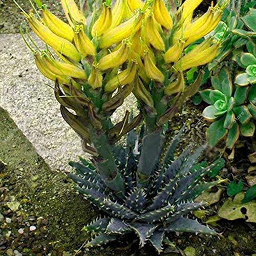 Regenboog Aloë Zaden, 100 Stks/zak Rainbow Aloë Zaden Multi-Color Huidverzorging Waterbesparende Sterke Vitaliteit Aloë… - Afbeelding 5