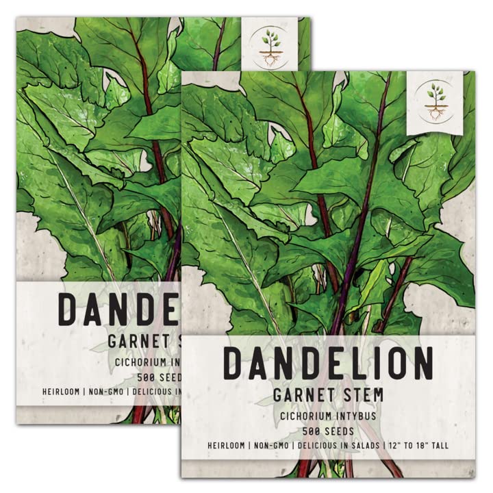 How to Grow Dandelions A Comprehensive Guide Garden Super Power