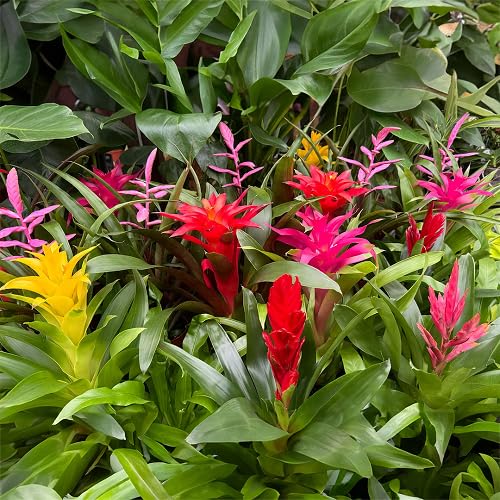 70 semillas de flores de bromelia mixtas