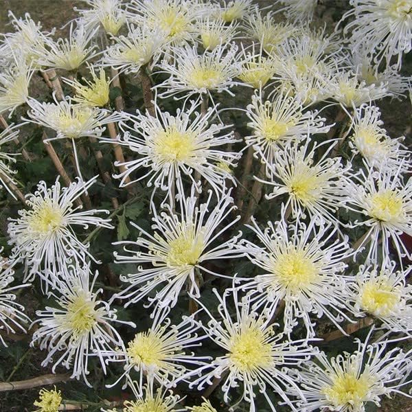 White Stars - Semillas de matricaria (Tanacetum parthenium) Paquete de 20 semillas