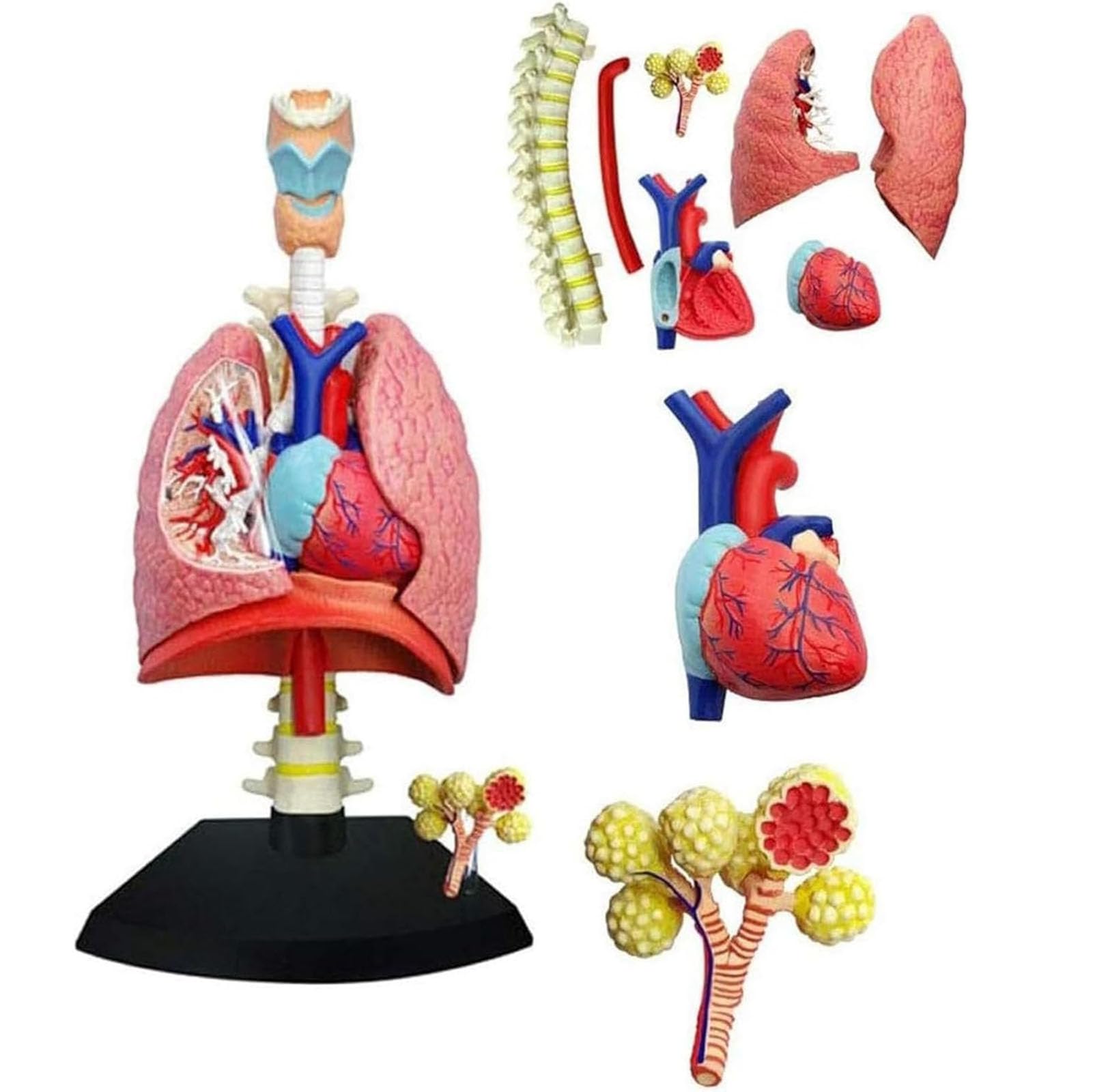 Modèle de système respiratoire 4D AMITD avec 21 pièces pour anatomie