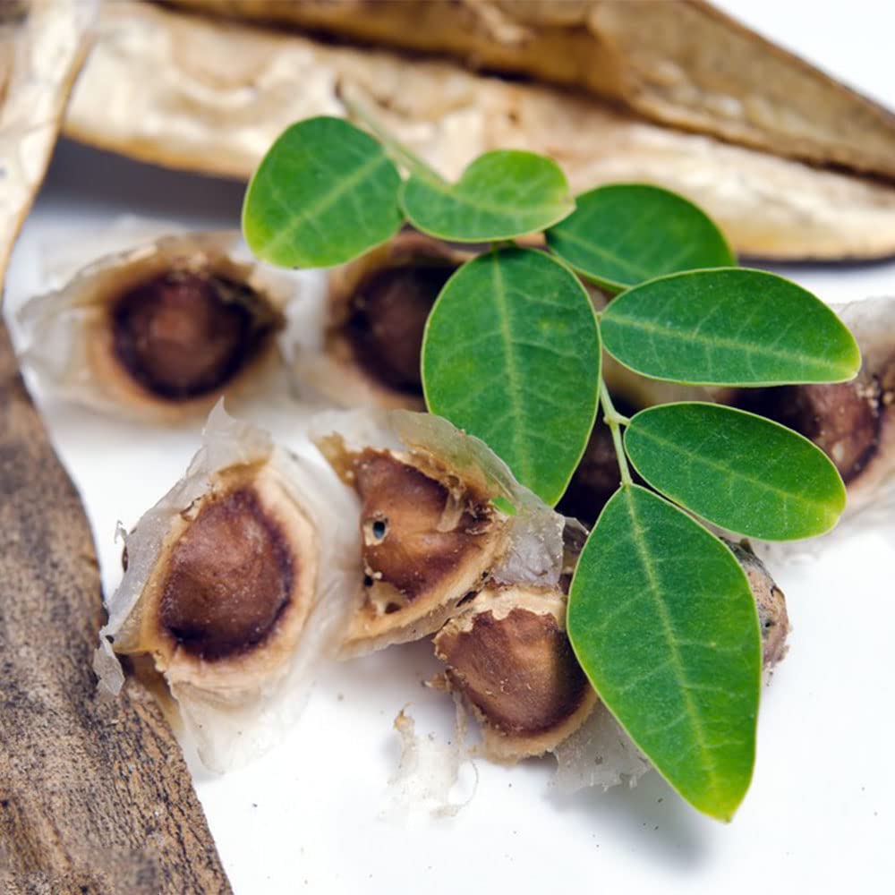 35 Moringa Samen - Winterharte Pflanzen Für Garten & Balkon