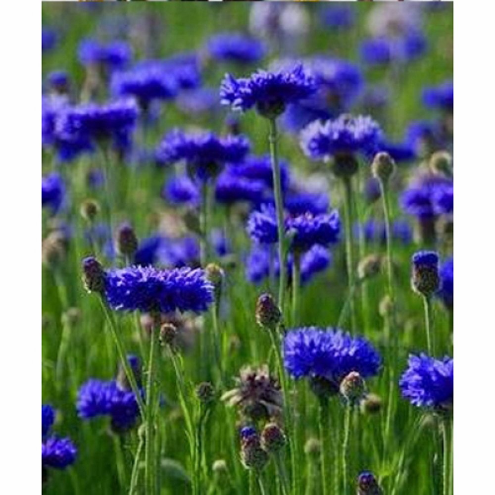 Bachelor Button, Tall Blue Seeds, 100 Seeds, Beautiful Bright Blue Colored Blooms.