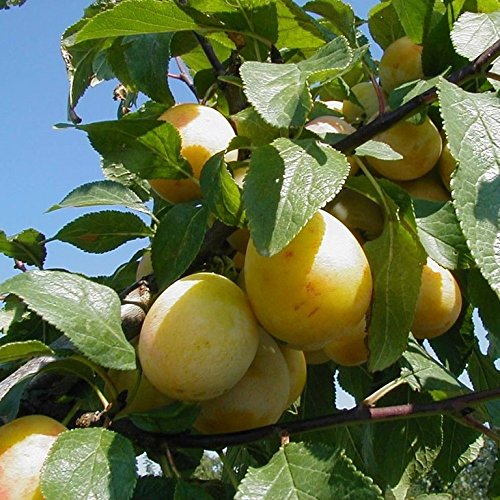 Bellamira (S) robuste, frühreifende Mirabelle, Halbstamm 150-170 cm, Unterlage: St. Julien A