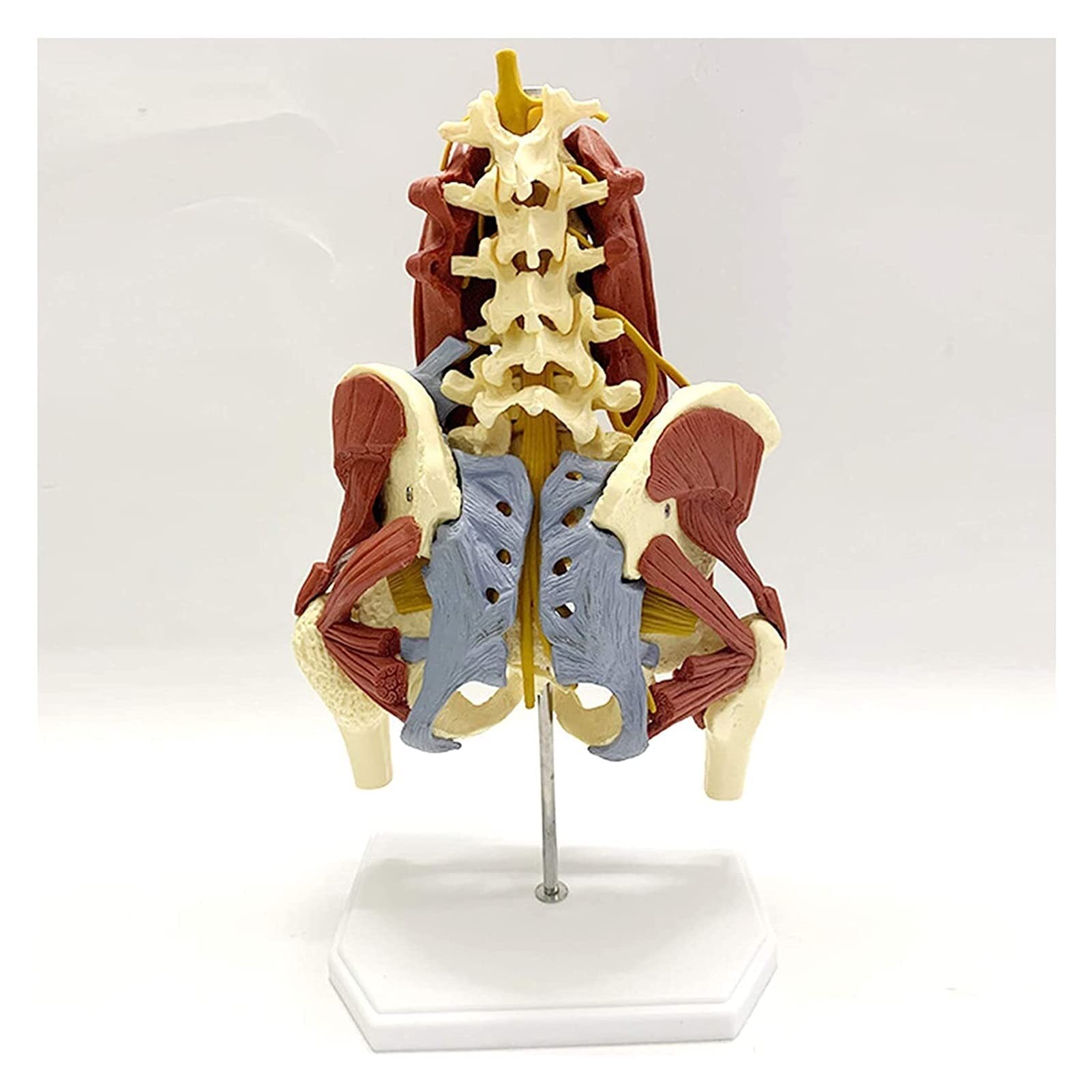 Buy Anatomy Model, Pelvis Muscle Model Anatomy Female Pelvis Model