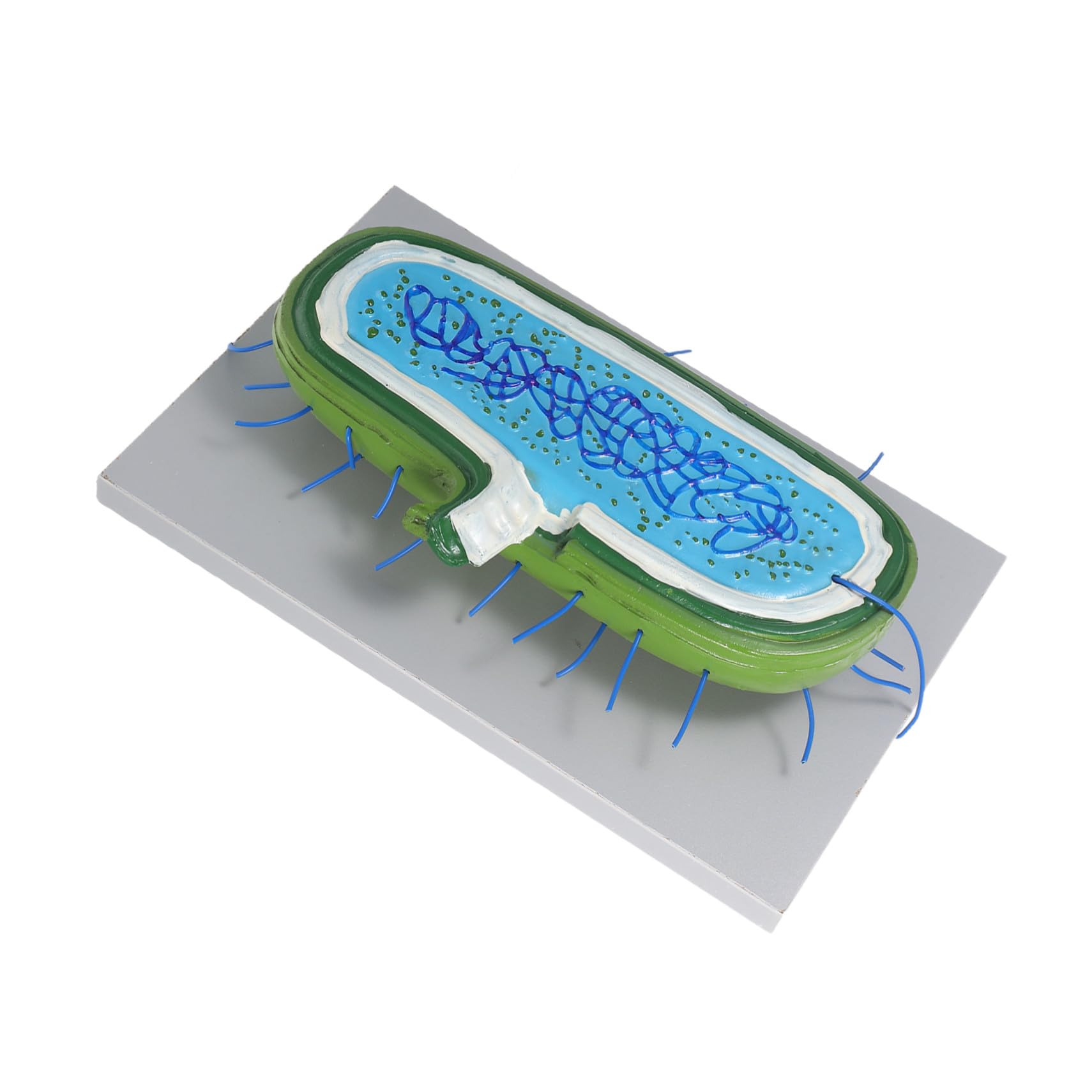 Vergrößertes mit Zellkernmodell Organellen für Biologieunterricht | Kunststoff, für Schüler und Klassenräume, Interaktives Lernmodell, Unterstützt Verschiedene Lehrmethoden