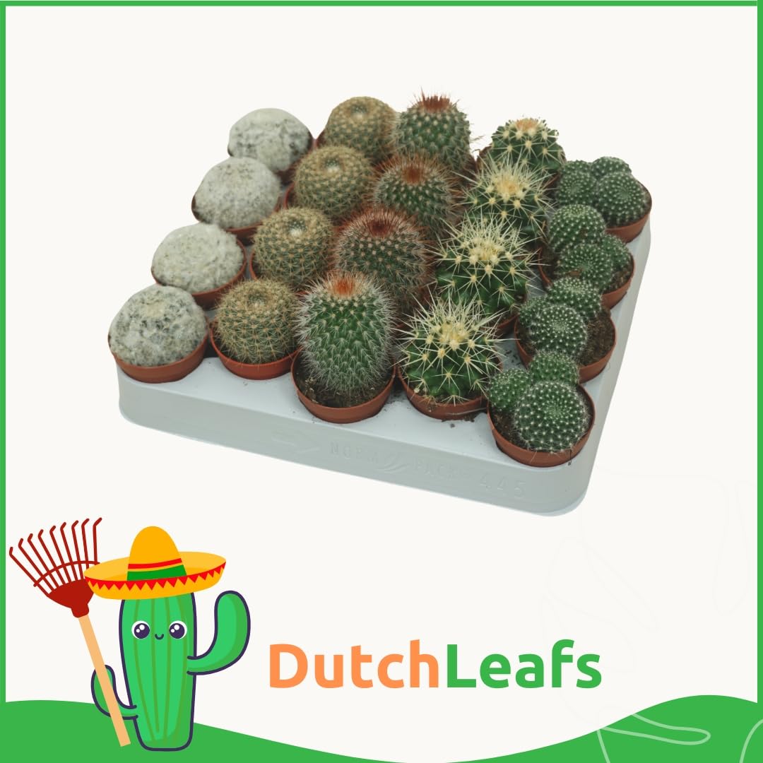 Kugelkaktus Mix 20 Stück Verschiedene Mini-Kakteen - Topf 5,5 cm - Mammillaria Kaktus Kleine Pflanzen Sammlung Pflegeleichte Zimmerpflanzen - Höhe 8-15 cm