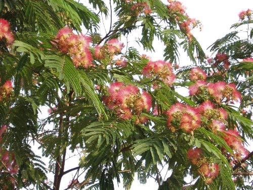 Mimosenbaum/Seidenbaum (Albizia julibrissin) 10 Samen -Selten-