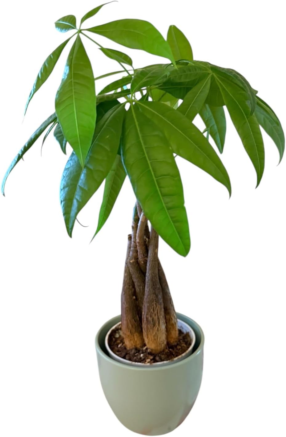 Money Tree Live Plant | 14-22 Inches Tall Bonsai | Easy to Grow Indoor Houseplant | Home, Office, or Room Decor | Birthday, Housewarming Gift (Black)