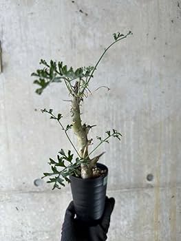 塊根植物・コーデックス Pelargonium crithmifolium pelargonium crithmifolium《L size》※塊根部分から芽吹き年々