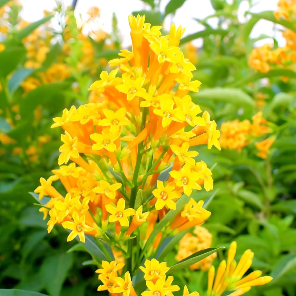 Rat Rani Plant - Fragrant Yellow Jasmine Flower -1