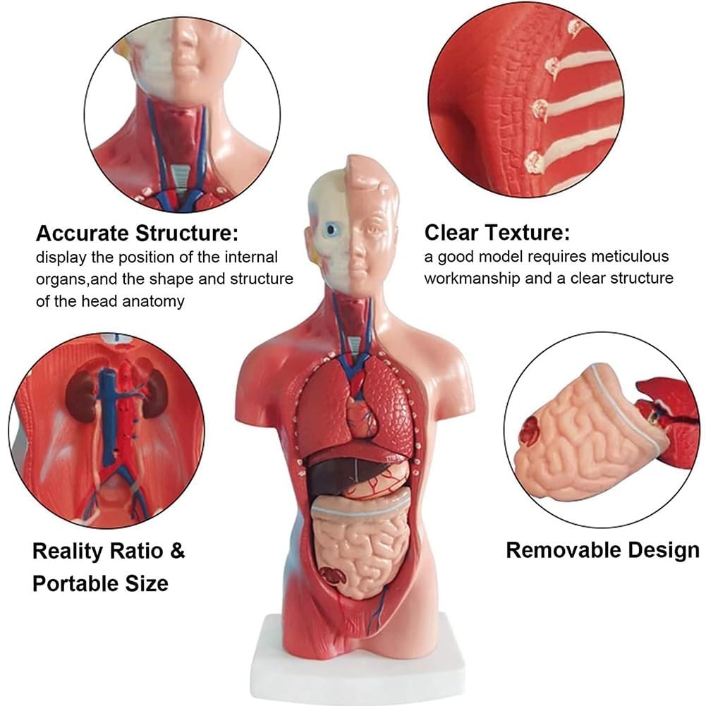 Model anatomii ludzkiego tułowia 28 cm ze zdejmowanymi narządami wewnętrznymi, edukacyjny model ekspozycyjny bagażnika