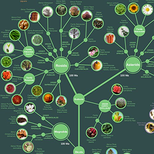 Evolution & Classification of Life Poster 61x91cm
