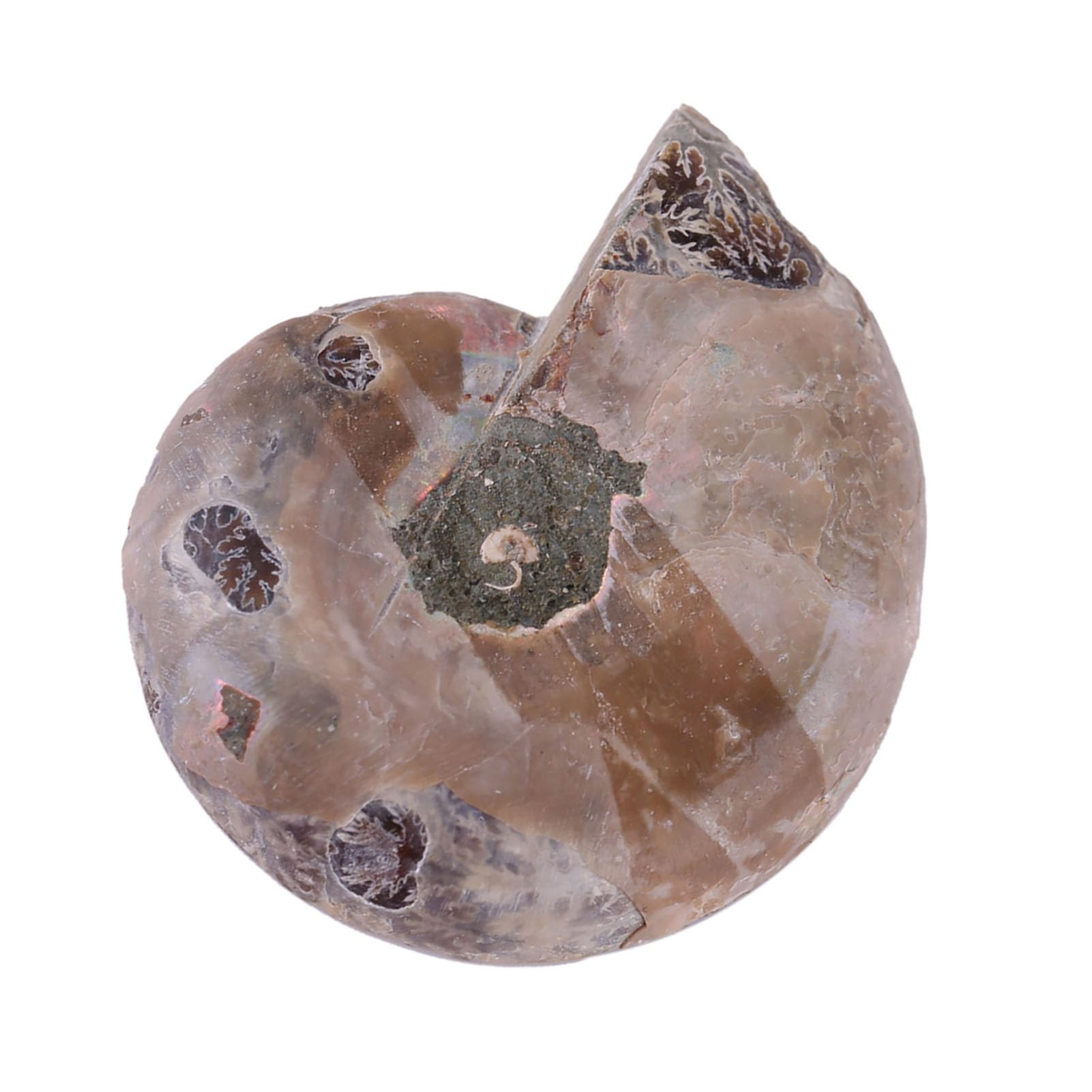 2Pcs Ammonite Shell Specimens From Madagascar, Unique Minerals and Stones for E on and Collection, 4CM (Diameter 4cm)